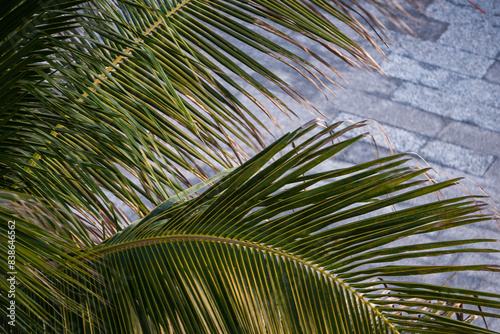 hojas de palmera photo