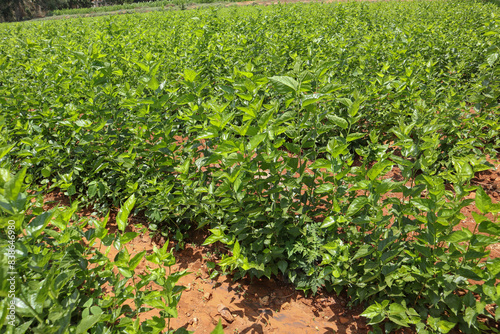 A Mulberry plant cultivation for feeding the silkworms in sericulture farming in Mysore city, India. photo