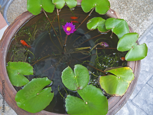 Japanese mini pond with lotus green leaves, purple flower and goldfish, japanese garden decor