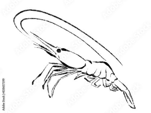 甘エビの線画イラスト（ホッコクアカエビ）