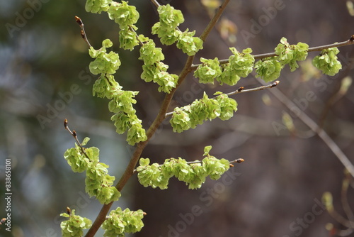 Closeup of an American elm branch in springtime