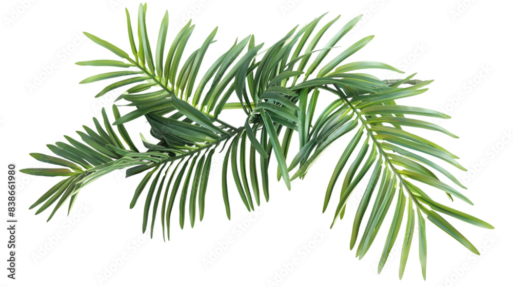 Close-up image of green palm leaves isolated on a white background. Perfect for nature, tropical themes, and botanical designs.transparent, png, Close-up image of green palm leaves isolated on a white background. Perfect for nature, tropical themes, and botanical designs.transparent, png,