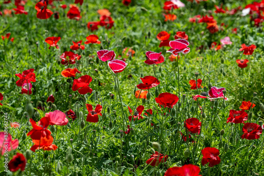 ひなげしの花畑 ひなげしの花畑