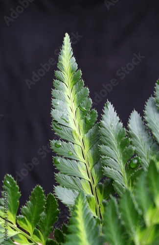 Variegated fern leaf frond with serrated edges on a plant in a tropical garden