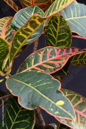 Red, green and yellow leaves foliage on a Croton plant in a tropical garden