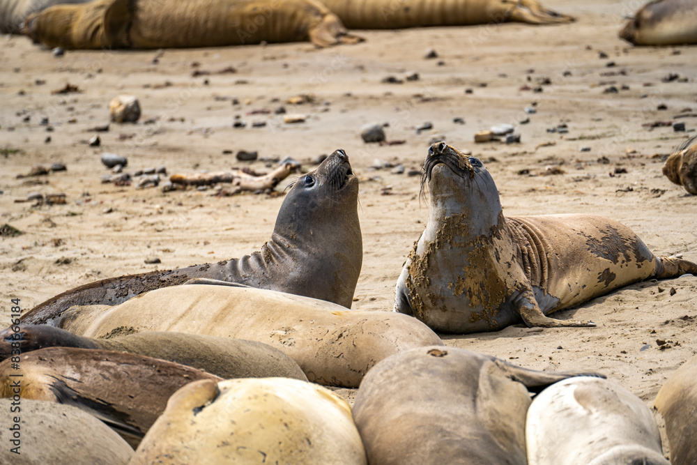 Fototapeta premium Elephant seals roar at each other, Point Reyes, California