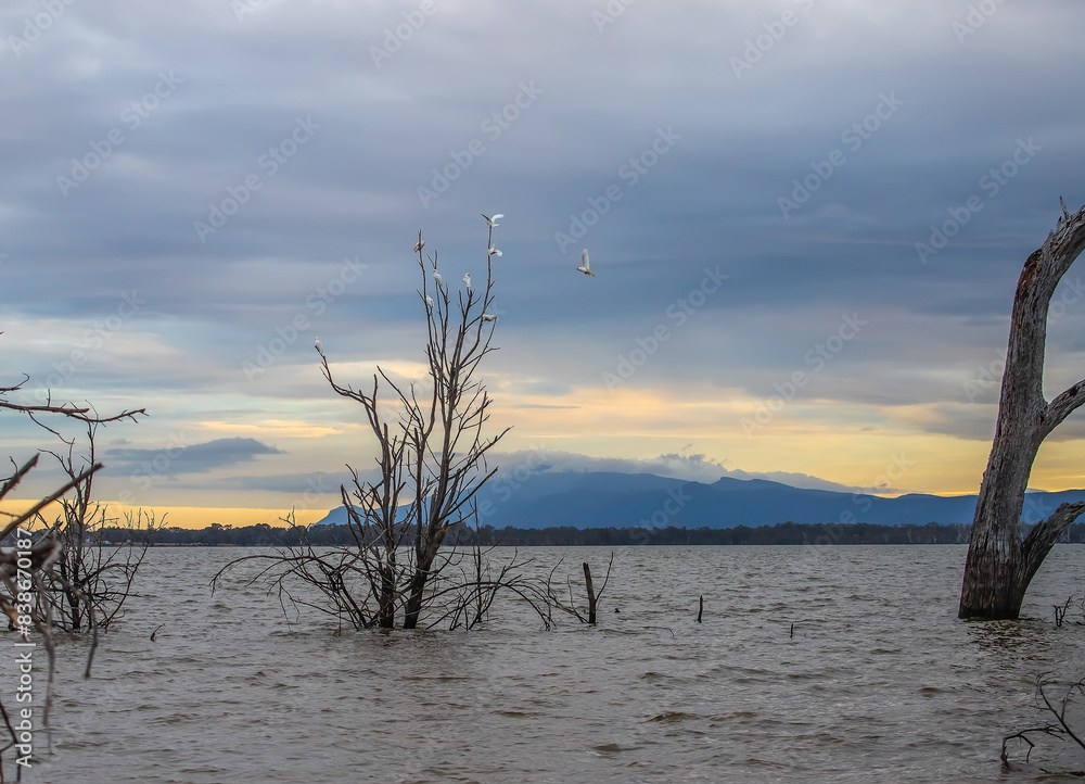 Dead trees and white birds reflect in calm lake water early in the morning, Lake Lonsdale, Grampians, South Australia Dead trees and white birds reflect in calm lake water early in the morning, Lake Lonsdale, Grampians, South Australia
