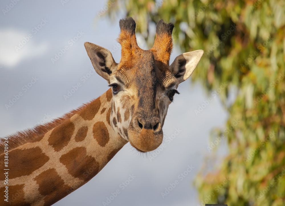 Fototapeta premium Close up of head of giraffe with beautiful eyes, long eye looks at camera, blurry green and sky background