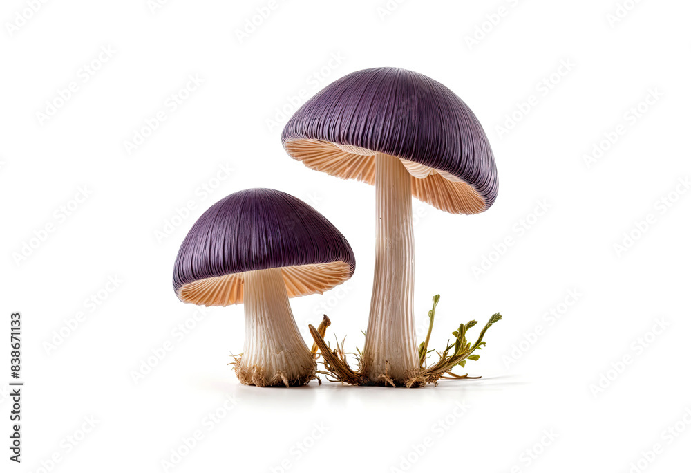 Two mushrooms with white stems on a white background Two mushrooms with white stems on a white background
