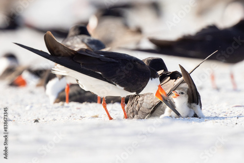 Baby black skimmer chicks (Rynchops niger) with their parents on Lido Beach, Florida photo