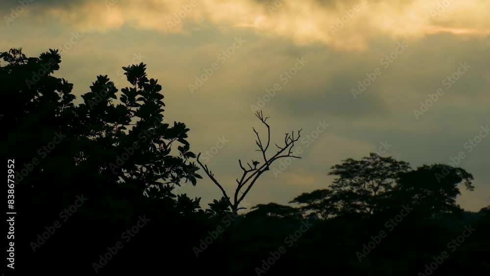 A Magpie Bird Perches Atop Tree Silhouettes in the Amazon Rainforest Against the Backdrop of a Golden Sunset - Static Shot A Magpie Bird Perches Atop Tree Silhouettes in the Amazon Rainforest Against the Backdrop of a Golden Sunset - Static Shot