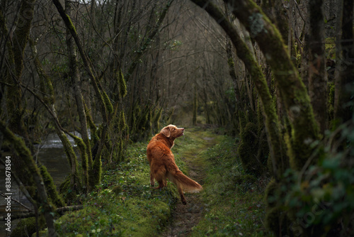 Toller on a mossy trail  senses engaged in the forest. The dog pauses attentively on the path  surrounded by the lush  moss-covered trees of woodland