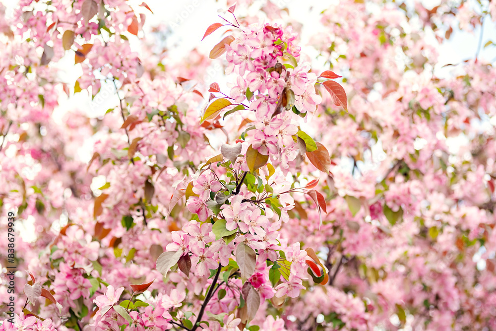 Fototapeta premium Apple tree branches fill with spring flowers and leaves.