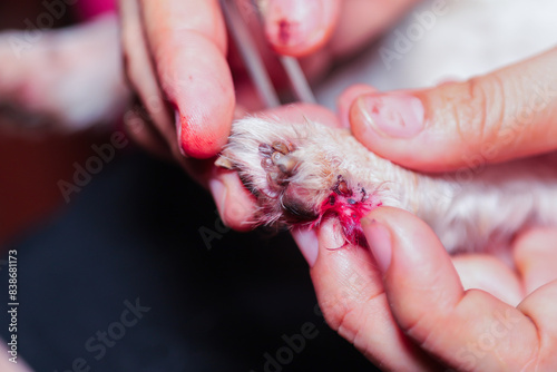 Canvas Print Ticks and fleas on dogs cause itching and irritation, resulting in the dog