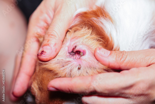 Photography Ticks and fleas on dogs cause itching and irritation, resulting in the dog