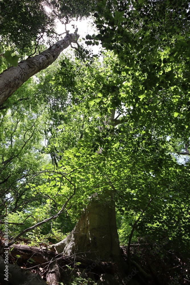 Fototapeta premium green forest in the morning