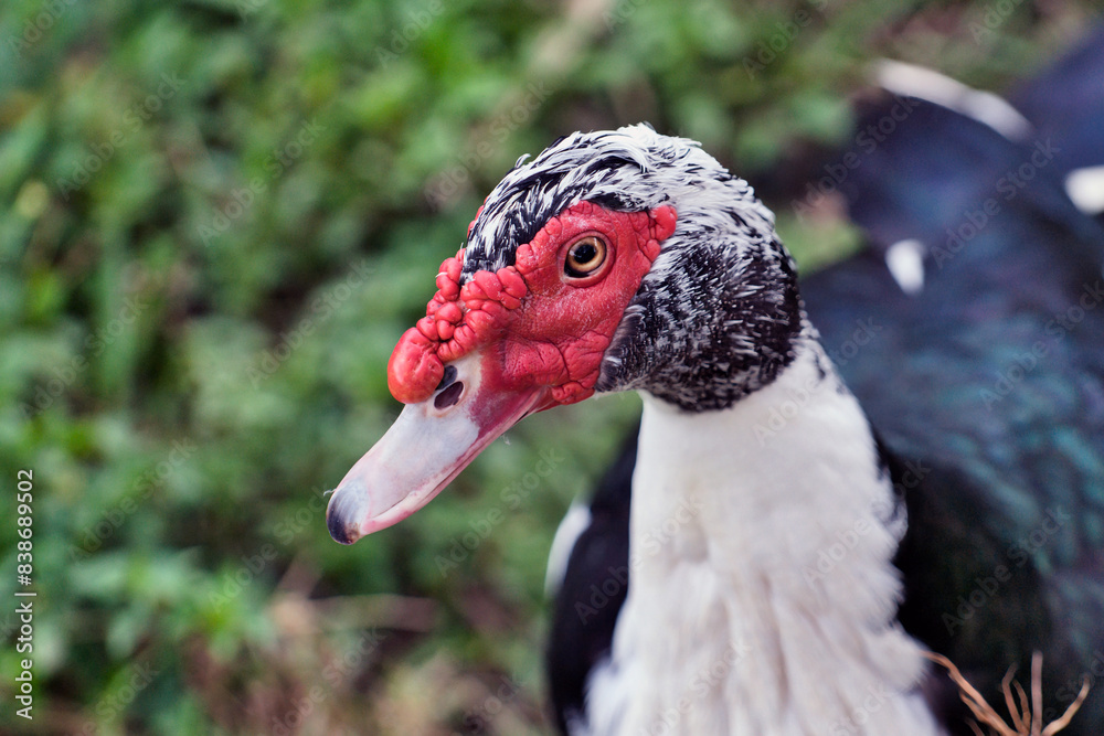 a duck named Muscovy Duck making a selfie. a duck named Muscovy Duck making a selfie.
