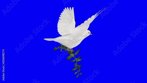 White Dove Pigeon with Green Olive Branch - Flying Loop - Back Side Angle View Close Up - Blue Screen - 3D animation of symbolic bird of Peace, Love and Freedom isolated on chroma key background photo