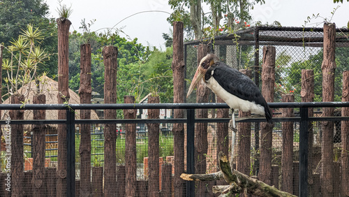 The lesser adjutant or Leptoptilos javanicus perched on zoo fence photo