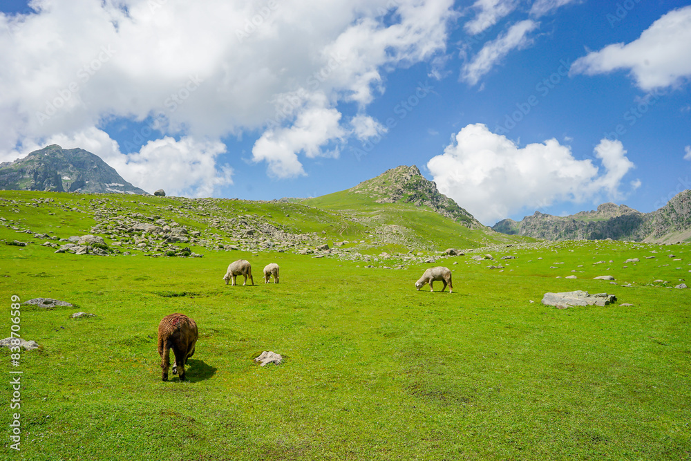 The Tarsar Marsar Lake trek is one of the prettiest treks in our country, provided you time it ... Kashmir Great Lakes is a lot tougher than the Tarsar Marsar trek, india, tourist and hikers The Tarsar Marsar Lake trek is one of the prettiest treks in our country, provided you time it ... Kashmir Great Lakes is a lot tougher than the Tarsar Marsar trek, india, tourist and hikers