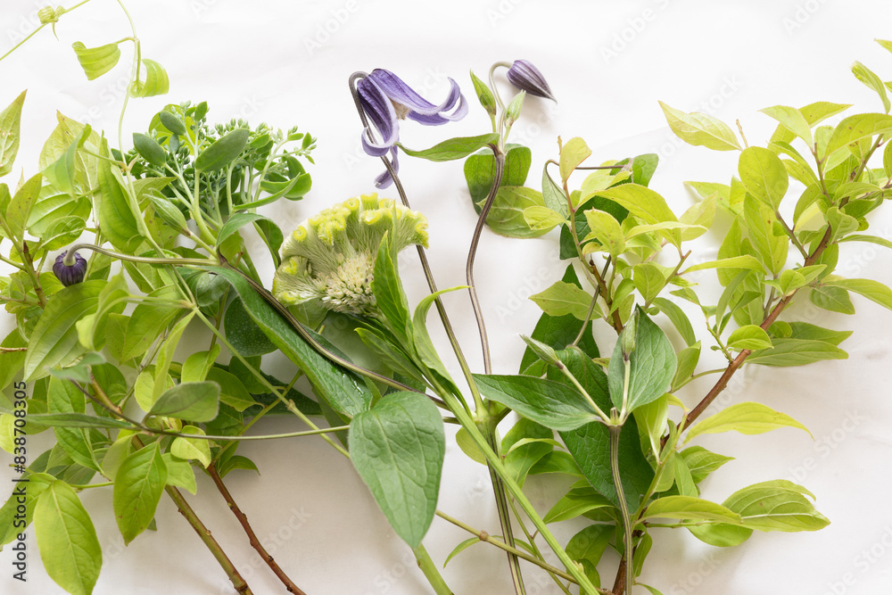 Obraz premium 涼やかな初夏の花