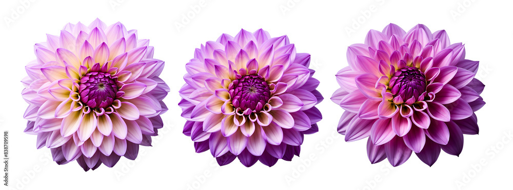 set of dahlia flowers on a transparent background, template for design set of dahlia flowers on a transparent background, template for design