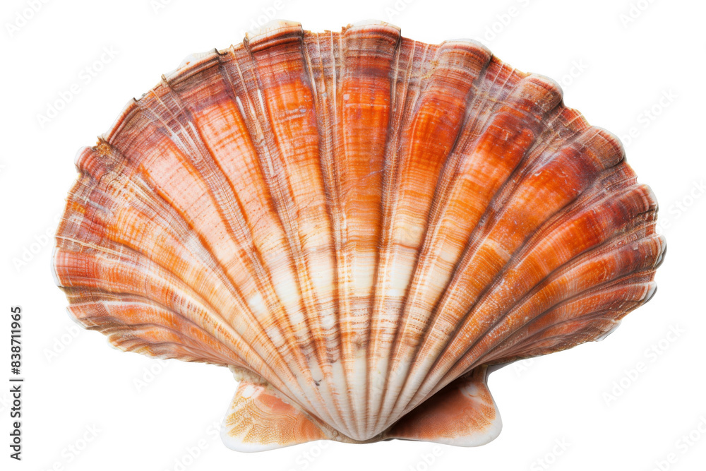 The shell is orange and white The shell is orange and white