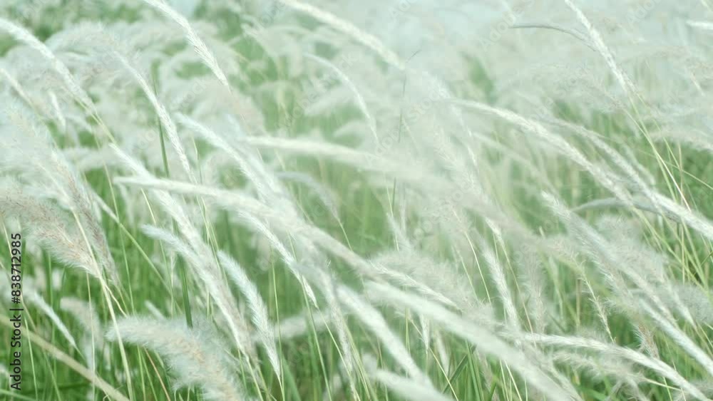 White cattail flowers bloom and flutter in the breeze. White cattail flowers bloom and flutter in the breeze.