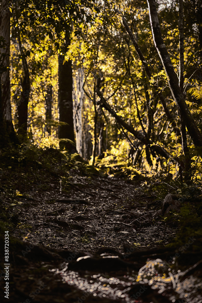 autumn in the forest autumn in the forest