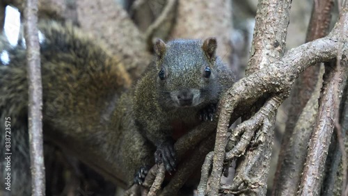 Wallpaper Mural Cute pallas's squirrel spotted resting on the exposed tree roots, remaining still to avoid detection, blending in and observing the surroundings, close up shot. Torontodigital.ca