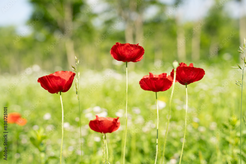 plants, flowers, roses, nature, wallpaper, flowers, buds, petals, roses, parks, flowers, colorful, bouquets of flowers plants, flowers, roses, nature, wallpaper, flowers, buds, petals, roses, parks, flowers, colorful, bouquets of flowers