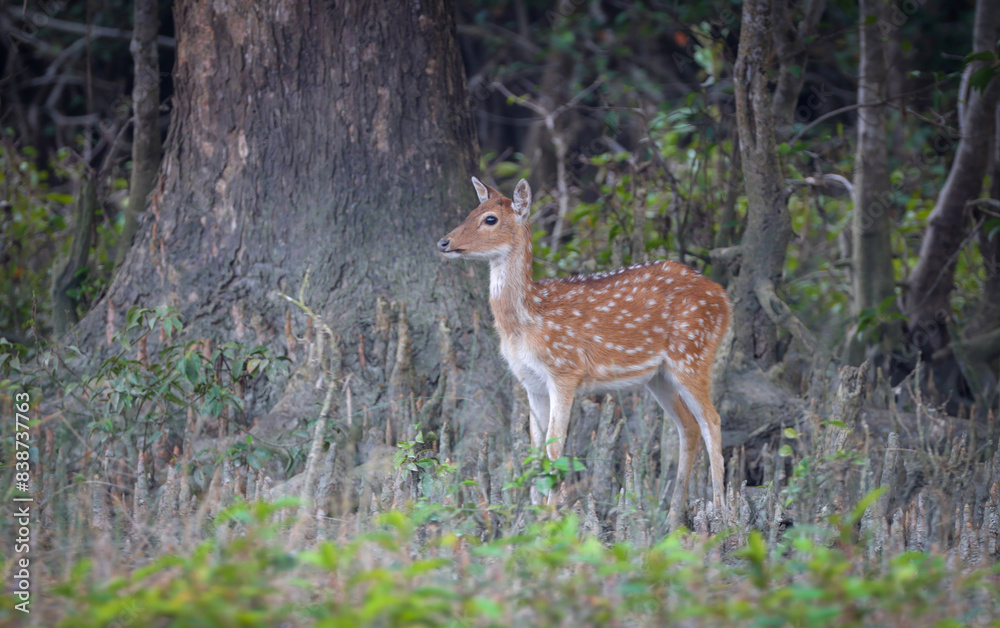 Spotted Deer in Sundarbans.chital or cheetal, also known as the axis deer is a deer species native to the Indian subcontinent.this photo was taken from Bangladesh. Spotted Deer in Sundarbans.chital or cheetal, also known as the axis deer is a deer species native to the Indian subcontinent.this photo was taken from Bangladesh.