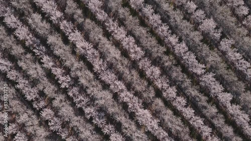 Aerial drone view of rows of blooming almond trees in Modesto, California