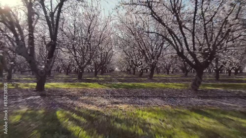 Rows of rows of blooming almond trees on spring sunny day in Modesto, California