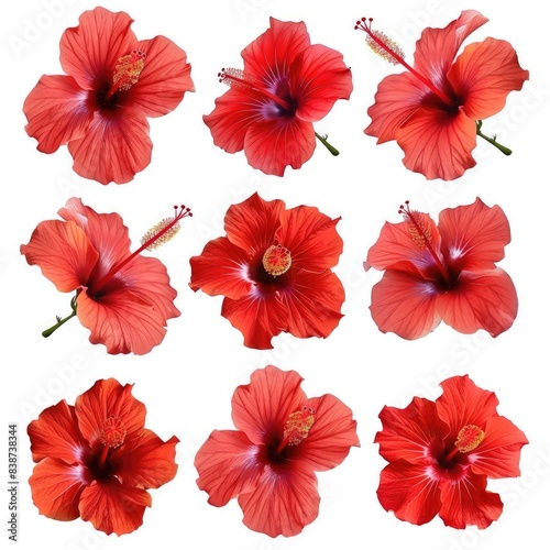 Set of tropical red hibiscus flowers isolated on white background  