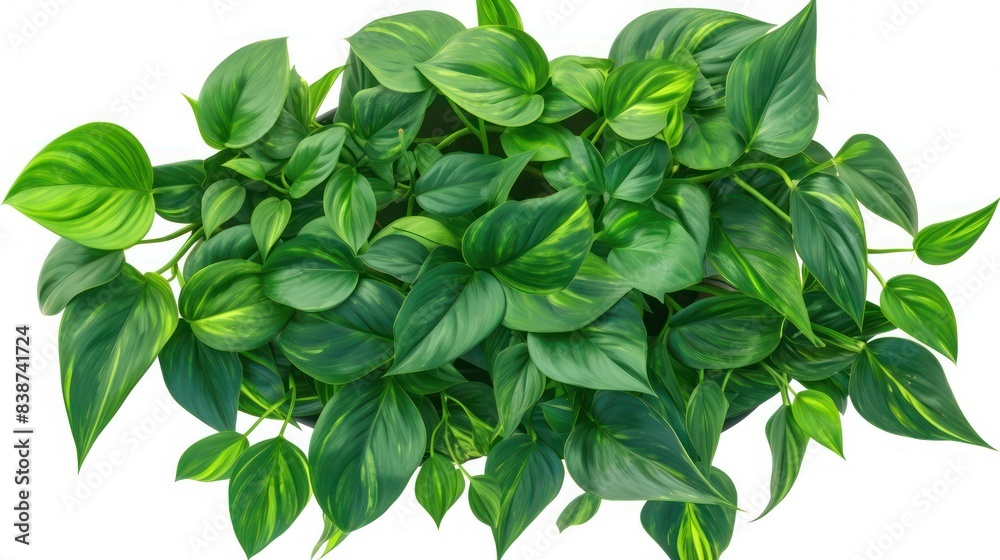 Philodendron in beautiful pot, indoor, isolate photo stock, white background, no shadow, no logo Philodendron in beautiful pot, indoor, isolate photo stock, white background, no shadow, no logo