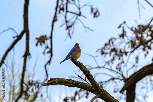 Eastern bluebird in early Spring