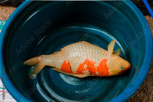 Fancy carp or koi fish dead in water, due to insufficient oxygen in the underwater and floating under the water in the fish pond.