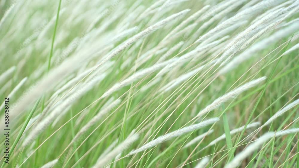White cattail flowers bloom and flutter in the breeze. White cattail flowers bloom and flutter in the breeze.