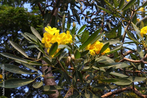 Yellow tabebuya (Handroanthus chrysotrichus), Trumpet tree because its flowers are shaped like trumpets. photo