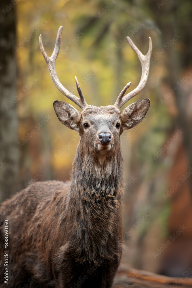 Deer standing in middle of forest Deer standing in middle of forest