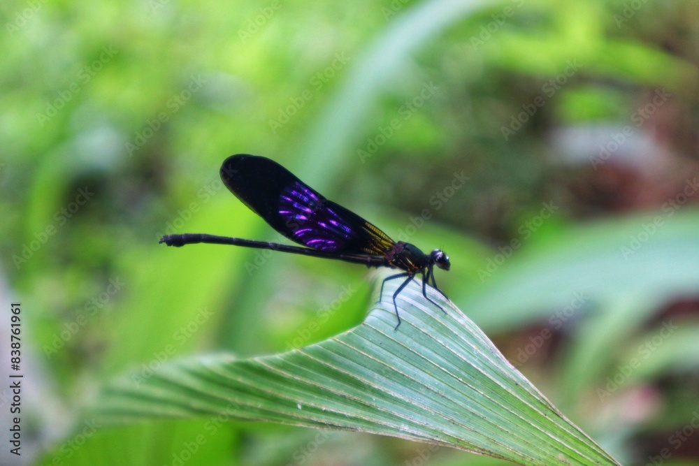 Damselfly dragonfly (Euphaea variegata) perched on a leaf in close view, blurred background, Damselfly dragonfly (Euphaea variegata) perched on a leaf in close view, blurred background,