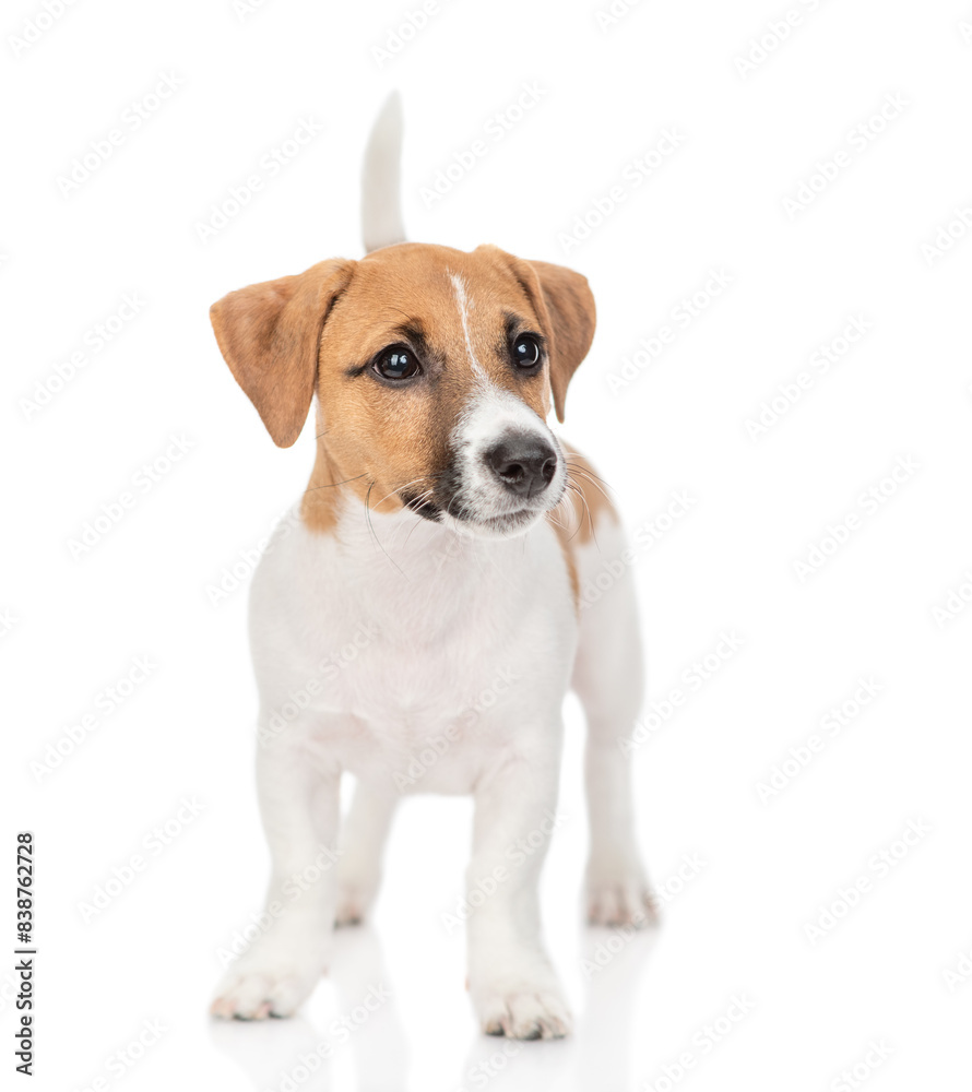 Young Jack russell terrier puppy stands and looks away. Isolated on white background Young Jack russell terrier puppy stands and looks away. Isolated on white background