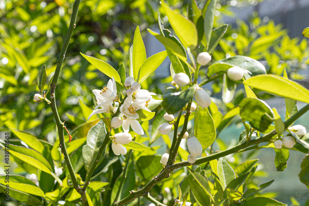 Obraz premium 初夏に咲くすだちの花
