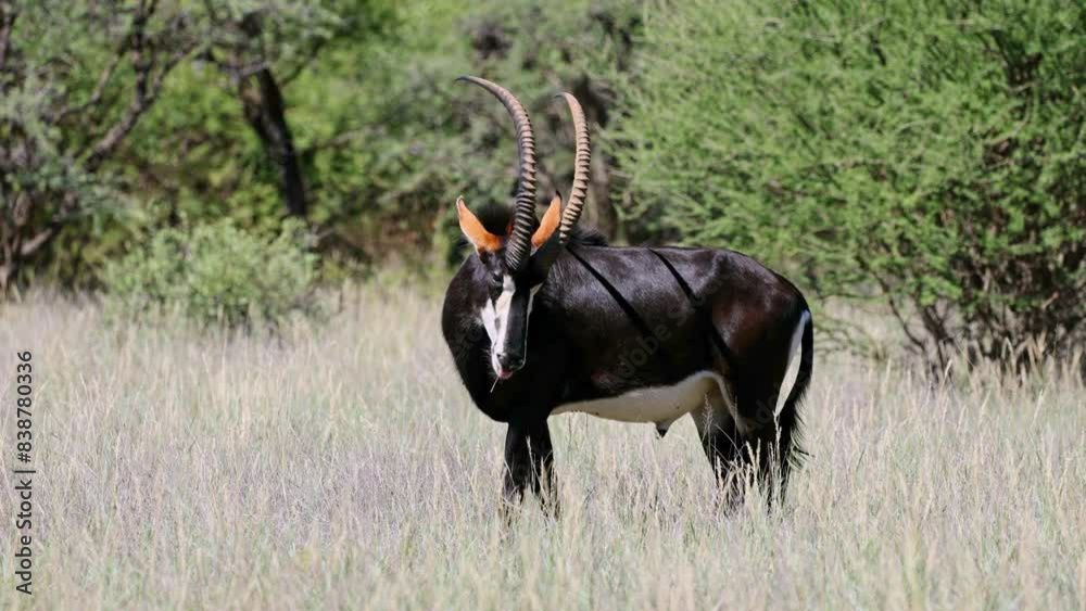 A magnificent sable antelope (Hippotragus niger) bull in natural habitat, Mokala National Park, South Africa