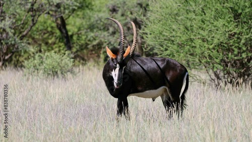 A magnificent sable antelope (Hippotragus niger) bull in natural habitat, Mokala National Park, South Africa