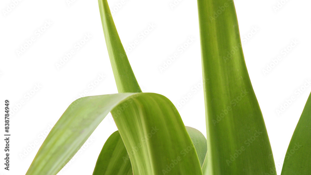 Obraz premium Closeup of green leaves of garden plant on white background
