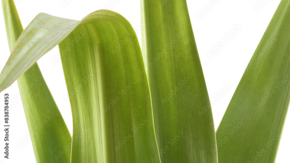 Obraz premium Closeup of green leaves of garden plant on white background