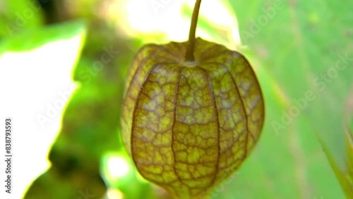 Physalis angulata or Ciplukan fruit has many health benefits, the ciplukan plant grows in tropical areas photo