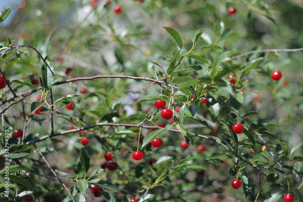Obraz premium red berries on a branch